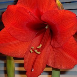 Meet your Posher, Tula